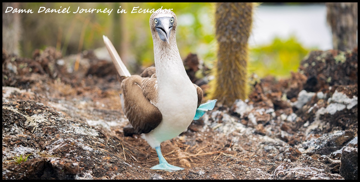 [厄瓜多] 加拉巴哥群島Galapagos Islands攻略 探索以達爾文進化論聞名全世界之島嶼 近距離與無數奇幻生物接觸同遊 @小盛的流浪旅程
