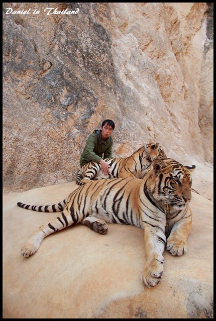 【泰國北碧】掛保育之名行觀光之實的爆爛景點 虎廟(Tiger Temple) @小盛的流浪旅程
