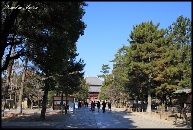 【日本奈良】東大寺&#038;奈良公園 梅花鹿佔據優美公園及世界上最大的木造佛寺 @小盛的流浪旅程