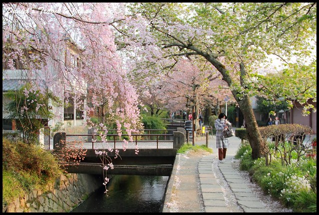 【日本京都】哲學之道 漫步於櫻花古道之中 感受思古之幽情 @小盛的流浪旅程