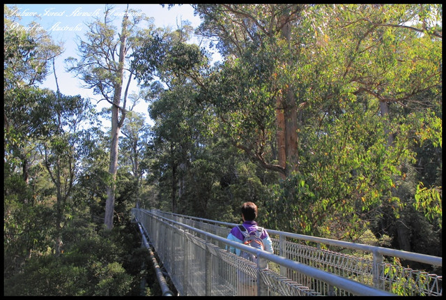 【澳洲塔斯馬尼亞】Tahune Forest Airwalk 塔胡恩天空步道 尋找再一次心跳的聲音 @小盛的流浪旅程