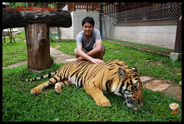 【泰國清邁‧遊】Tiger Kingdom之老虎接觸初體驗 @小盛的流浪旅程