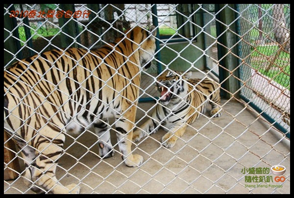 【泰國清邁‧遊】Tiger Kingdom之老虎接觸初體驗 @小盛的流浪旅程