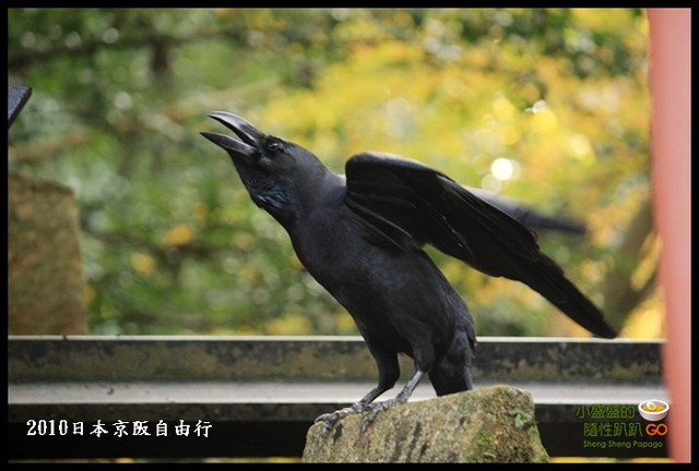【日本京都】特色千本鳥居盤踞的聖山  伏見稻荷大社 @小盛的流浪旅程