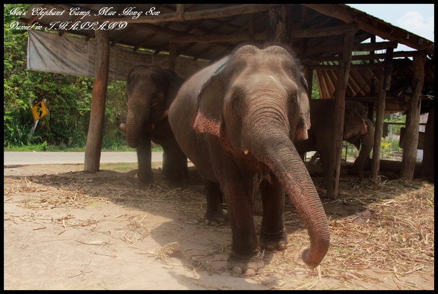 【泰國湄宏順】歷經生死一線間的大象之旅Noi&#39;s Elaphant Camp @小盛的流浪旅程
